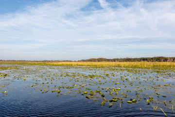 Field of lily pads on the calm, blue water of Lake Toho near Orlando, Florida, a popular large mouth bass fishing destination