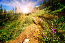 Dirt Hiking Trail Winds Through A Meadow Full Of Colorful Wildflowers With The Bright Light Of Sunlight Shining Through The Forest In The Colorado Mountains