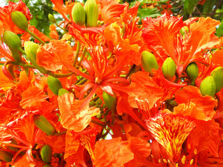  Delonix Royal. Beautiful red flower. Great background.      