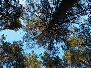 Wall Mural - tree crowns against blue sky background