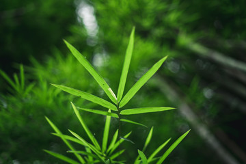 Sticker - Fresh green bamboo and beautiful bokeh in the forest