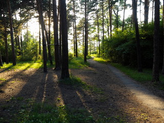 Poster - walkways in the park trees summer sun