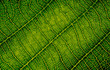 nature texture closeup leaf veins high detail of macro on green plant leaves with chlorophyll cell texture background