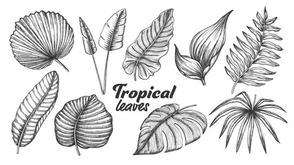 Wall Mural - collection of different tropical leaves set vector. exotic jungle tree and bush leaves. element of b