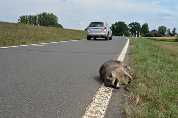 dead racoon dog (nyctereutes procyonoides) at the edge of the road. car and wild animal accident con