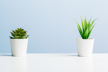 Canvas Print - Beautiful succulent on blue background.