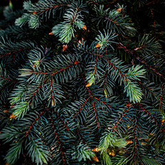 Wall Mural - Creative layout made of Christmas tree branches close up. Festive Xmas border for New Year Design. Flat lay.