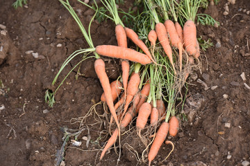 Canvas Print - agriculture terre planete environnement carottes