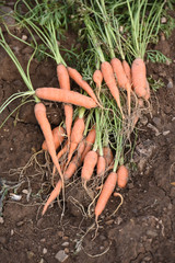 Canvas Print - agriculture terre planete environnement carottes