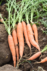 Canvas Print - agriculture terre planete environnement carottes