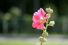 Delicate Hollyhock Flowers In A Summer Garden On A Sunny Day Closeup