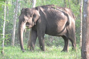 wild elephant in forest