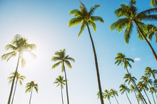 Hawaii Tall Palm Trees With Sun Flare Against Blue Sky Summer Travel Background USA Vacation Destination.