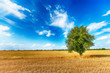© Piotr Krzeslak - Lonely tree in the fields over blue cloudy sky