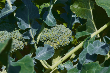 Broccoli with a healthy aspect. bed with grown fresh broccoli. agriculture concept. growing vegetables.