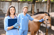 Veterinarians in paddock with horse on farm