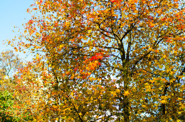 Sycamore autumn evening