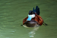 Ruddy Duck, Oxyura Jamaicensis, Swimming On Water Surface