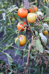 Wall Mural - Garden tomatoes get sick by late blight.