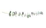 Fototapeta Dziecięca - Eucalyptus on white background. Green branches,Flat lay top view, Wedding and home decoration element 