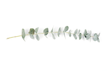 Eucalyptus on white background. Green branches,Flat lay top view, Wedding and home decoration element 