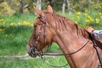 head of a horse with bridles