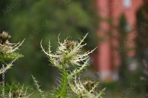 Distel Silberdistel Dornen Pflanze Alm Berg Gebirge Martell