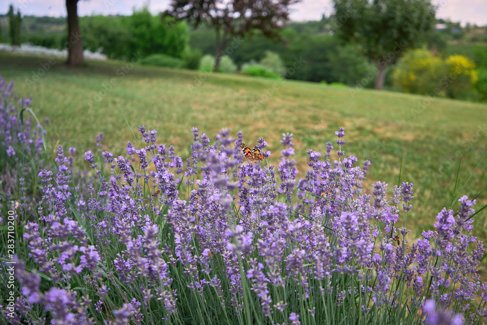 many butterflies sitting on a beautiful and fragrant lavender - obrazy, fototapety, plakaty 