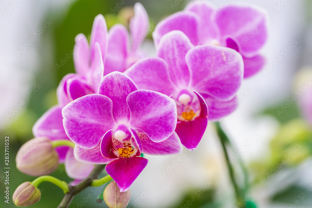 Orchid flower in orchid garden at winter or spring day for postcard beauty and agriculture design. Phalaenopsis Orchidaceae. - obrazy, fototapety, plakaty 