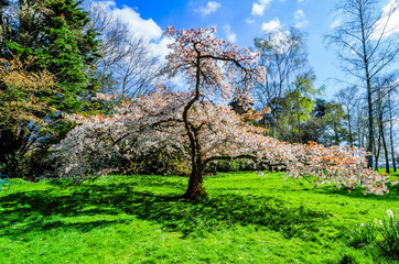 spring blossom trees orchard sunshine