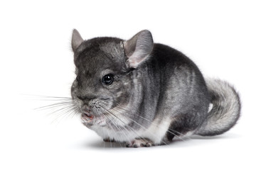 cute grey chinchilla