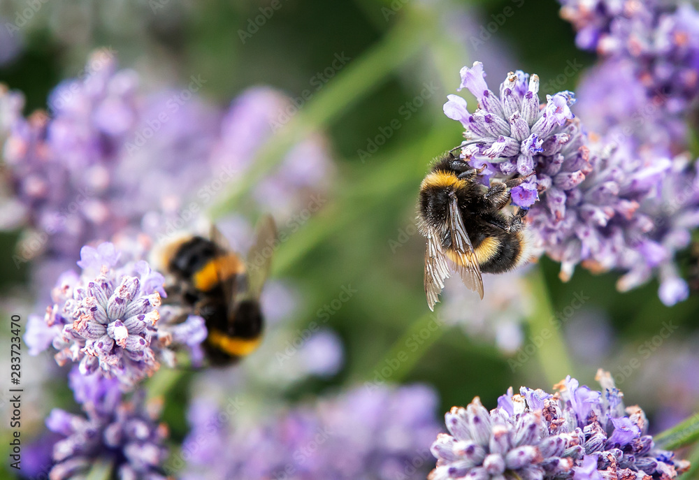 Close up of bumblebee collecting pollen and nectar from lavender flowers, second bee in background - obrazy, fototapety, plakaty 