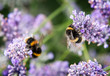 Close up of bumblebee collecting pollen and nectar from lavender flowers, second bee in background