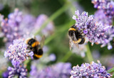 Fototapeta Zwierzęta - Close up of bumblebee collecting pollen and nectar from lavender flowers, second bee in background