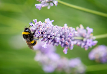 Wall Mural - Close up of bumblebee collecting pollen and nectar from lavender flowers