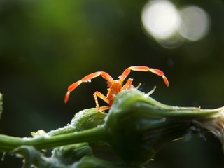 a small orange beetle on the plant