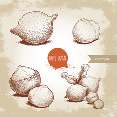 Wall Mural - Hand drawn sketch style macadamia nuts set. Whole, peeled, single and group. Vector illustrations isolated on old looking background.