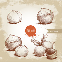 Wall Mural - Hand drawn sketch style macadamia nuts set. Whole, peeled, single and group. Vector illustrations isolated on old looking background.
