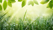 Spring summer green nature background with frame of grass with dew and leaves.