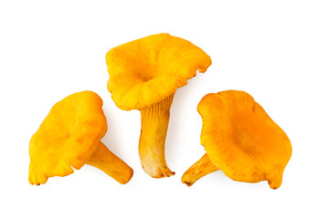 Three mushroom chanterelles on a white. The view of the top.