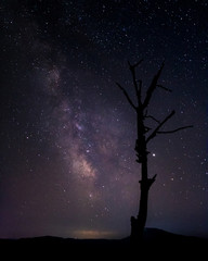 Wall Mural - Milky way and tree