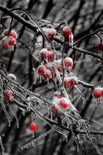  Branches Of A Tree With Red Apples Covered In Ice On A Dark Background. Freezing Rain.