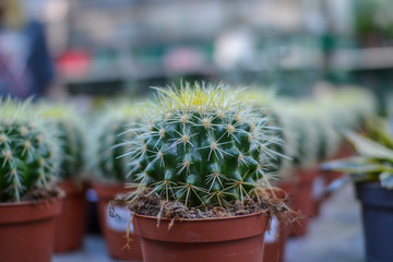  miniature home flowers succulents and cacti