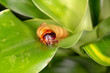 Caterpillar (Tenebrio molitor) climbs on green flower macro photo, close-up, front view