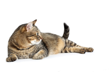 Wall Mural - Beautiful cat lying on white background