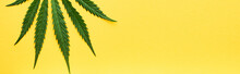 Top View Of Green Hemp Leaf Isolated On Yellow, Panoramic Shot