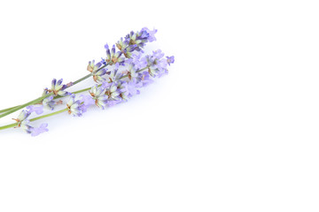 Lavender flowers isolated on white background