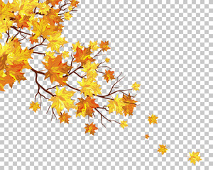 Wall Mural - Fall (Autumn) Maple Background