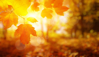 Autumn leaves on the sun.