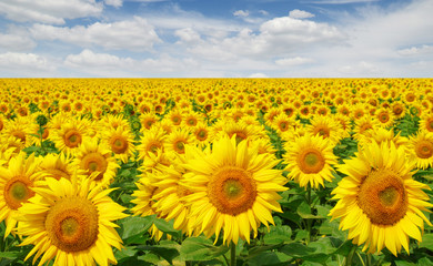 Sunflowers field on sky